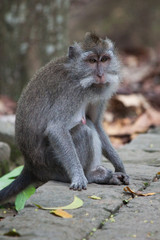 macaque