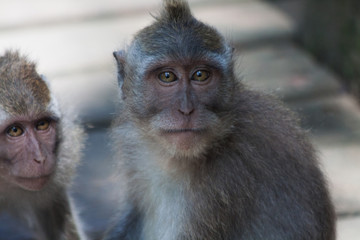 Naklejka premium macaque
