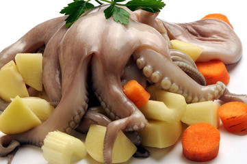 Octopus vulgaris Meritursas რვაფეხა Ośmiornica zwyczajna Obična hobotnica 普通章魚 Осьминог обыкновенный  © Comugnero Silvana