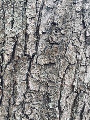 Tree bark texture - Wooden background (Pesaro, Italy)