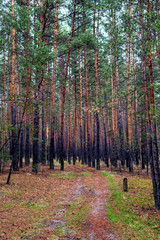 The road in the pine forest in the autumn.