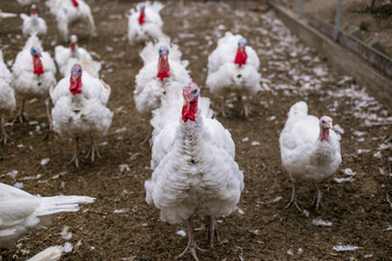 Breeding turkeys on a farm.