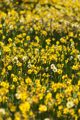 Fototapeta premium dandelion flower