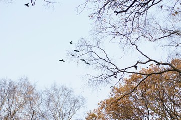 Birds in Autumn