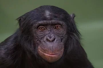 Fototapete Affe Portrait von lustigen und lächelnden Bonobo, Nahaufnahme