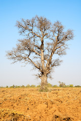 Obraz premium Dead tree on dry land