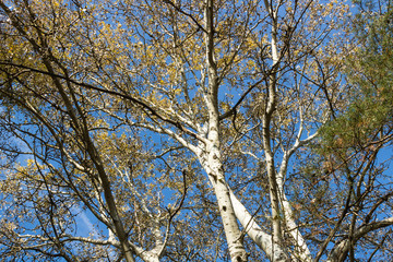 Brand and greening, A burned birch tree and a reviviscent reed