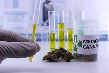 Testing marijuana buds for the extraction of medicinal oil
