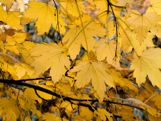 tree full of yellow leaves in autumn