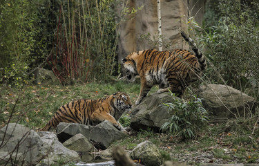 Młode walczące tygrysy syberyjskie.