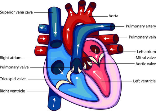 Schematic vector illustration of heart anatomy.