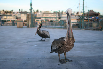 Pelicans on a pier