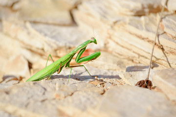 The European mantis, praying mantis or Mantis religiosa is a large hemimetabolic insect in the family of the Mantidae (mantids), which is the largest family of the order Mantodea (mantises)