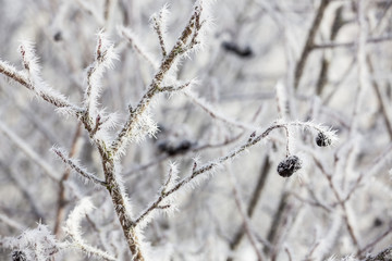 Frozen black berries in bush at cold autumn day