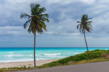 Fototapeta na wymiar Two palm trees on a background of azure Caribbean sea and the grey rainy sky