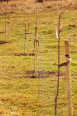 Obraz premium New tree planting, forest renewal, environmental protection.