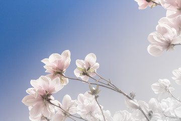 Magnolia Grandiflora faces the spring blue sky