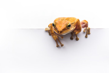 frog isolated on white background