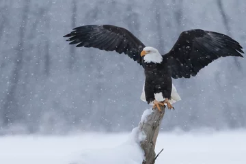 Poster Snowy Eagle © Eric