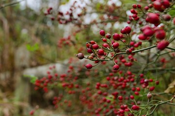 Red berries