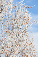 Frost covered birch tree and autumn leaves