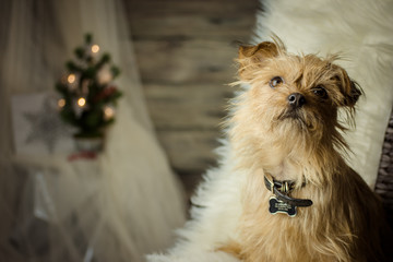 Tiny brown dog on furry blanket