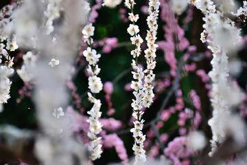 紅白枝垂れ梅の競演