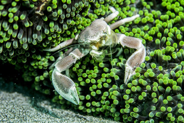 Porcelain Crab in Green Anemone