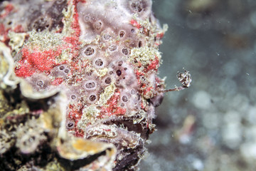 Colorful frog fish from bali indonesia