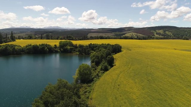 CAMPO DE FLORES DE CANOLA EN CHILE DURANTE LA PRIMAVERA