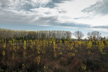 Fototapeta premium Winter is blooming on the Po River, Mantova 