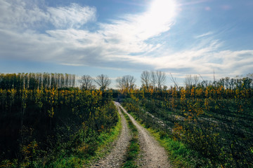 Fototapeta premium Winter is blooming on the Po River, Mantova 