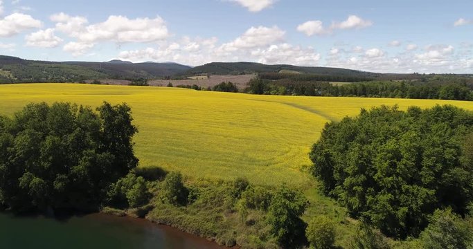 CAMPO DE FLORES DE CANOLA EN CHILE DURANTE LA PRIMAVERA