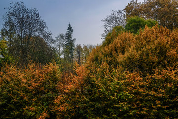 Winter is blooming on the Po River, Mantova 