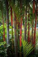 beautiful red lipstick palm tree decorated in home garden