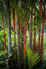 Cercles muraux Palmier beautiful red lipstick palm tree decorated in home garden