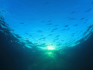 Underwater background in ocean with fish