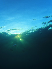Fototapeta na wymiar Underwater background in ocean with fish
