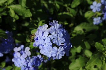 Sardinien - Italien - Blumen