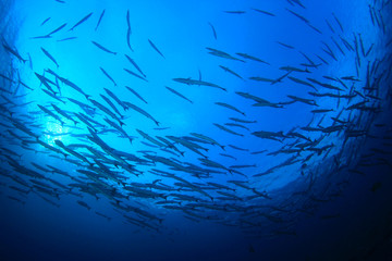 Fototapeta na wymiar Fish in sea. Barracuda fish school in ocean