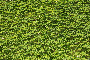 Sardinien - Italien - Efeu