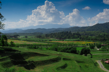 Panorama Green tea plantation landscape, Chiang Rai, Thailand.