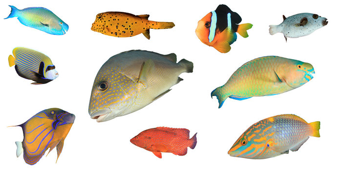 Tropical reef fish isolated on white background. Parrotfish, Boxfish, Clownfish, Pufferfish, Angelfish, Grouper, Wrasse