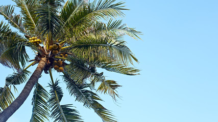 Fototapeta na wymiar Summer holiday concept coconut palm Tree