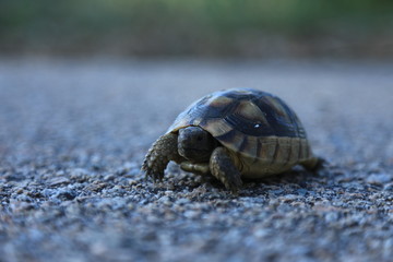 Sardinien - Italien - Schildkröte