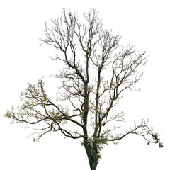 Fototapeta na wymiar Dead tree isolated on white background