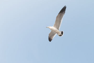 Obraz premium Seagulls fly in the sky