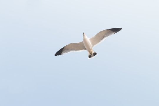 Seagulls fly in the sky