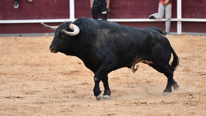 bull spanish