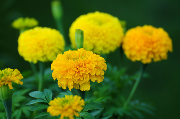 Yellow Flower.